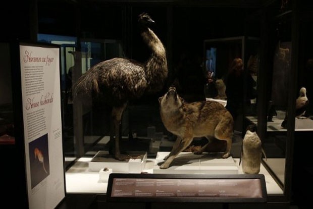 À esquerda, um macho da ave emu; à direita, um espécime macho de lobo. Posição de ambos mostra como esses animais agem para seduzir as fêmeas (Foto: Francois Guillot/AFP)