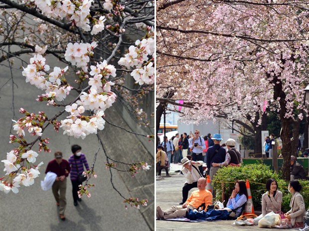 Flores de cerejeira em Tóquio, no Japão (Foto: Yoshikazu Tsuno/AFP Photo)