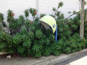 Morador Registra Orelhao Tomado Por Planta Com Espinhos Em Tiete Sp Itapetininga E Regiao G1