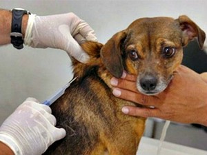 Cães e gatos recebem vacinação contra a raiva a partir deste sábado (Foto: Comdecom/Divulgação)