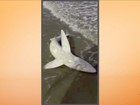 Tubarão-azul encontrado na beira do mar é salvo por banhista em SC