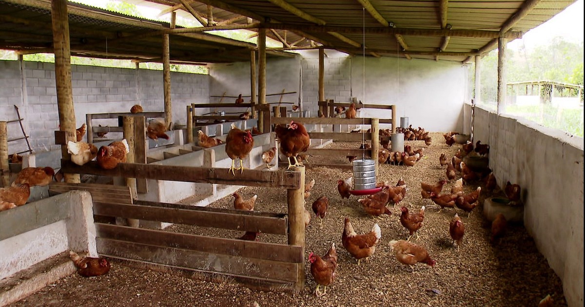 Globo Rural Criadores De Mg Aumentam A Produ O De Ovos Com Melhor Manejo