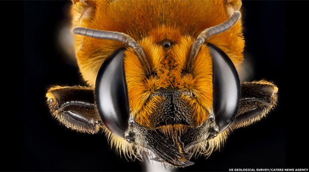 As abelhas não apenas têm um papel vital em nosso ecossistema, como também estão entre os seres mais complexos e sofisticados do planeta. (Foto: U.S. Geological Survey’s Bee Inventory and Monitoring program via Caters News Agency)