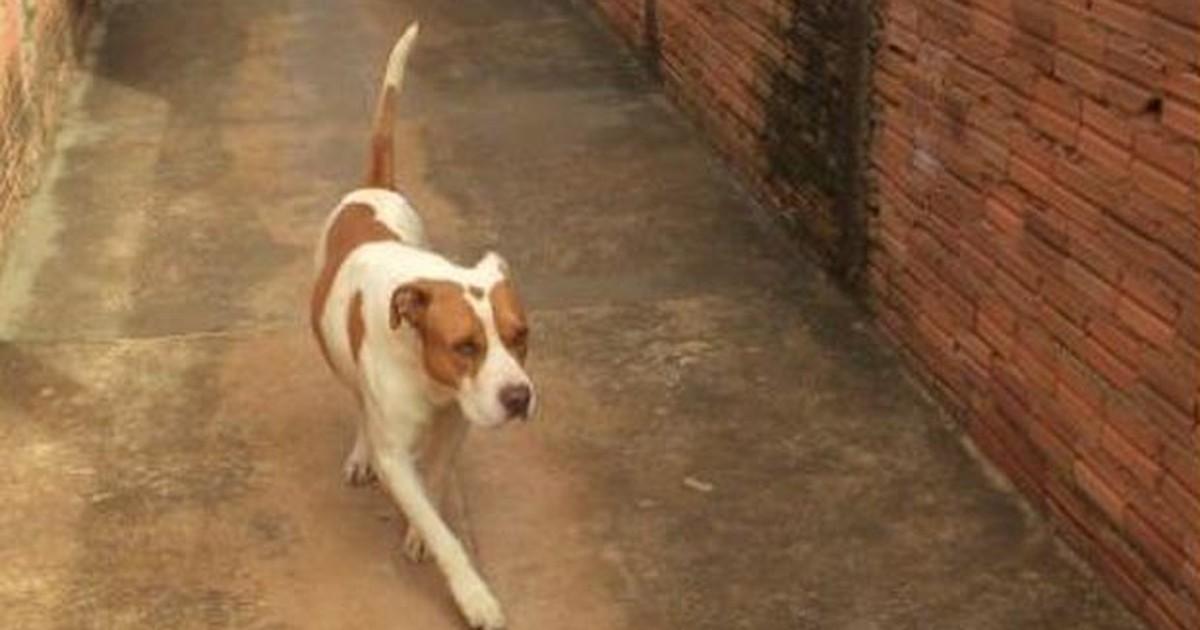 G1 Bebê De 1 Ano é Atacado Por Pit Bull E Salvo Pela Avó Em Jaboticabal Sp Notícias Em 0731