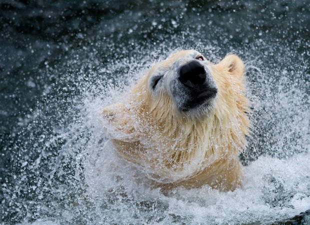 Em um zoológico de Hannover, na Alemanha, o urso polar Sprinter se agita e joga água gelada de uma piscina, após mergulhar. O urso comemora seu quinto aniversário nesta quinta-feira (13), durante o inverno (Foto: Peter Steffen/AFP)