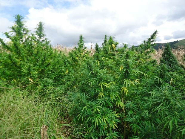 maconha_1_ok_.jpg