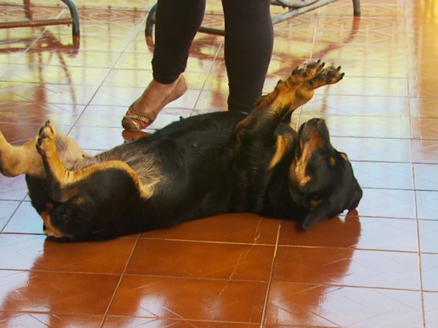 Cachorra é uma mistura das raças Rottweiller com Bassêt (Foto: Reprodução EPTV/Michel Diogo)