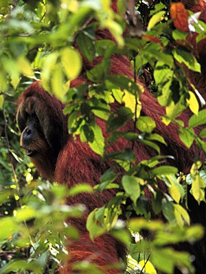 Orangotango macho Arno, um dos 15 estudados (Foto: Perry van Duijnhoven/AP)