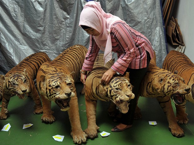 Tigres sumatra (Foto: Bay Ismoyo/AFP)