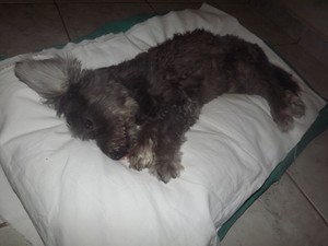 Puldo morre após ser atacado por pit bull em Campo Maior (Foto: Valdamir Alvarenga)
