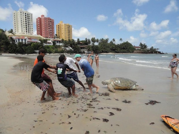 Tartaruga verde encontrada morta foi tirada do mar por voluntários, no RN (Foto: Armando Santos)