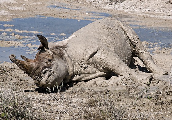 Um rinoceronte-negro toma um banho de lama na beira de uma estrada do Parque Nacional Etosha  (Foto: © Haroldo Castro/ÉPOCA)