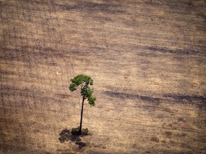 Imagem de 14 de outubro deste ano mostra árvore solitária em área devastada pelo desmatamento ilegal na área de floresta amazônica no estado do Pará (Foto: Raphael Alves/AFP) Imagem de 14 de outubro deste ano mostra árvore solitária em área devastada pelo desmatamento ilegal na área de floresta amazônica no estado do Pará (Foto: Raphael Alves/AFP)