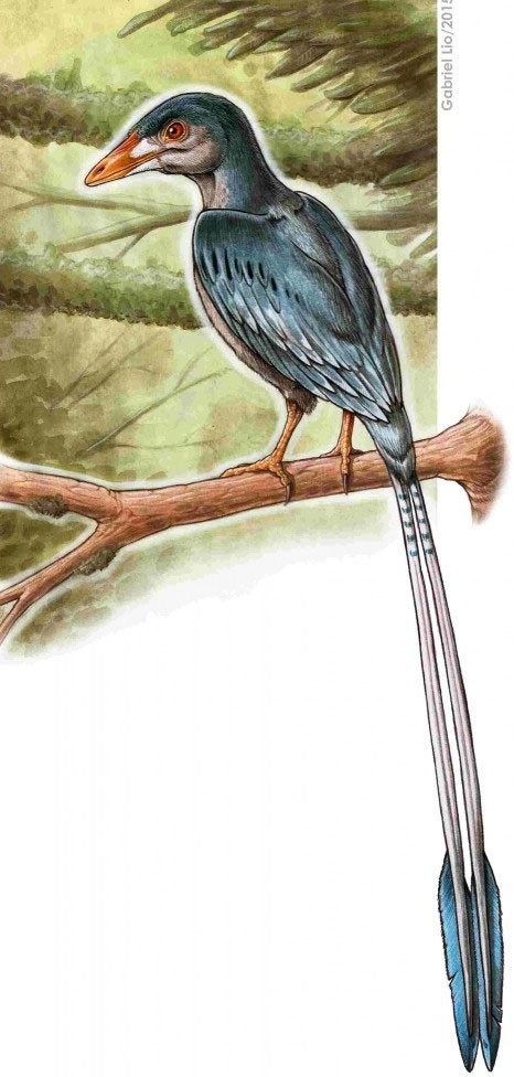 Concepção artística mostra como seria a ave encontrada fossilizada (Foto: Gabriel Lio/Nature Communications)