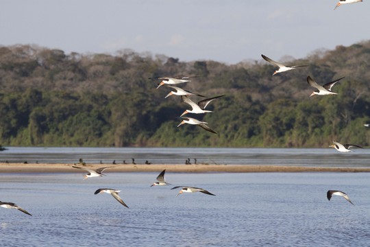 O Pantanal Matogrossense, local onde pesquisadores estudam a ictiofauna do rio Paraguai (Foto: Projeto Bichos do Pantanal)