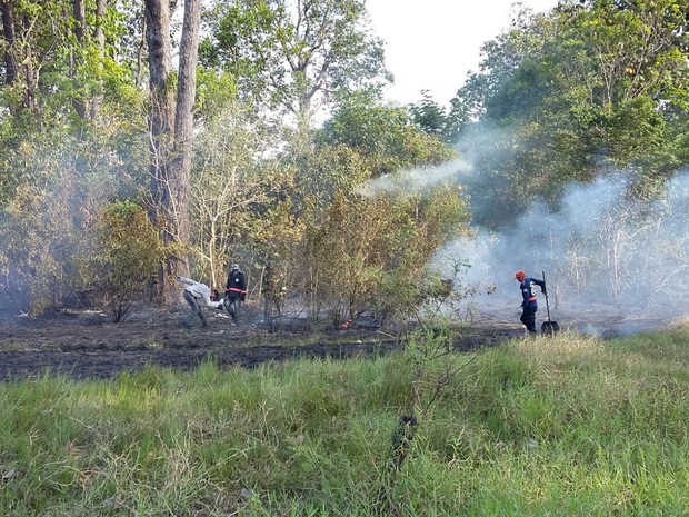 Em Barreirinha, equipes do Corpo de Bombeiros combatem as queimadas (Foto: Divulgação/Corpo de Bombeiros)