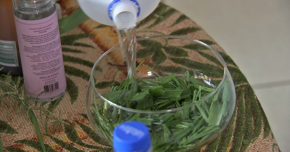 G1 - Aprenda a fazer repelente caseiro para se prevenir contra o Aedes ...