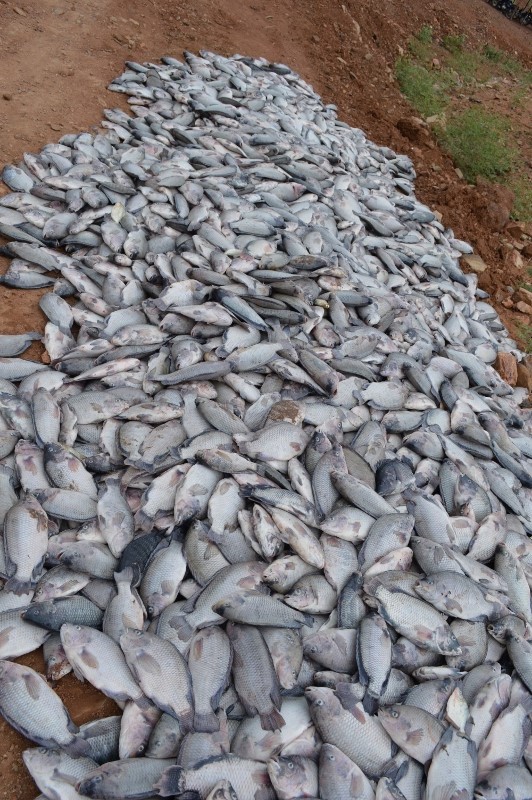 Mais de 40 mil peixes morreram em São Julião, no PIauí (Foto: Hélder Rocha/APPM)