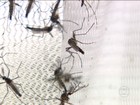 Infecção pelo zika vírus pode também provocar síndrome rara, diz Ministério