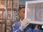 Teste com 'bactéria do bem' contra o Aedes anima pesquisadores no Rio