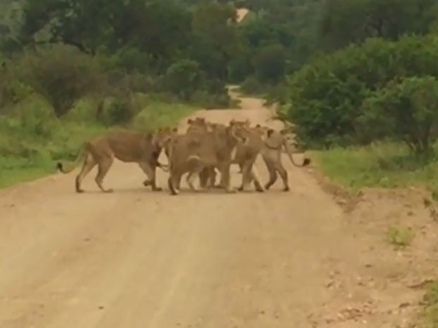 Cena ocorreu no Parque Nacional Kruger, na frica do Sul (Foto: Reproduo/YouTube/Kruger Sightings)