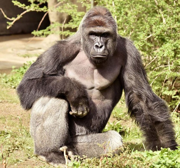 Gorila foi abatido após menino cair em área isolada de zoológico  (Foto: Cincinnati Zoo/Reuters)