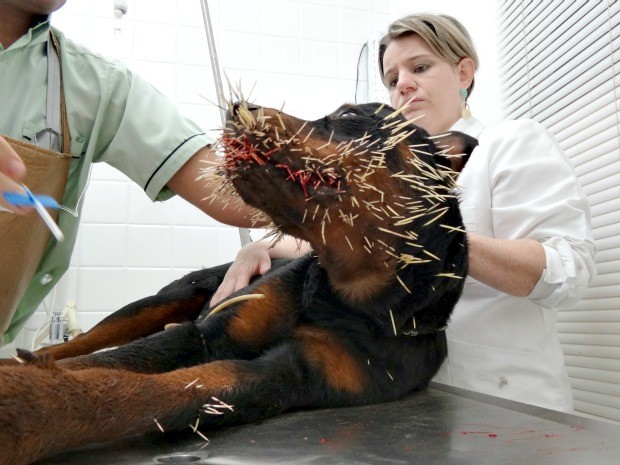 Veterinários trabalham na retiradas dos espinhos (Foto: Hospital Veterinario Center Dog)