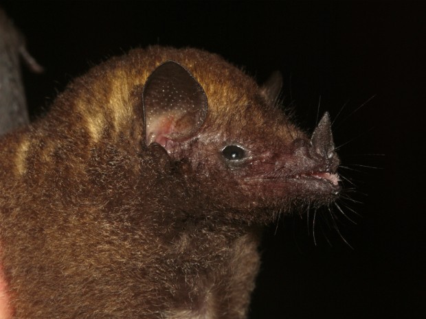 O Dryadonycteris capixaba é a nova espécie de morcego descoberta em Linhares, no Espírito Santo (Foto: Divulgação/ Reserva Natural da Vale)