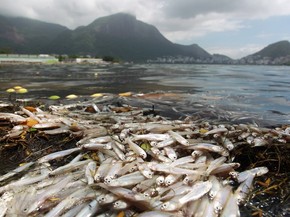 Amanheceu Diz Que Não Vai Mais Chover Falta De Oxigenacao Na Agua Provoca Mortandade De Peixes Na Lagoa