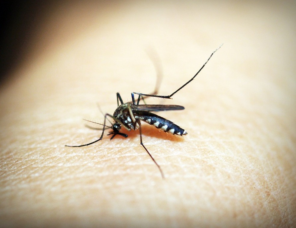 Mosquito Aedes aegypti. (Foto: Divulgação)