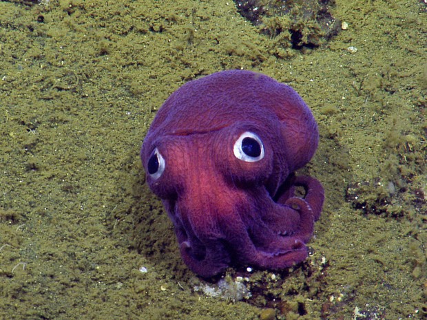 Imagem da câmera NautilusLive mostra lula de olhos arregalados no fundo do oceano no sul da Califórnia  (Foto: OET/Nautiluslive via AP)