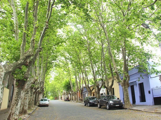 Rua arborizada em Colonia (Foto: Flávia Mantovani/G1)