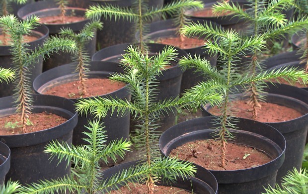 http://s2.glbimg.com/_pnbNzOJiFsVpZwbR_NIGb_W_1o=/s.glbimg.com/og/rg/f/original/2014/11/14/araucaria1_620x390.jpg