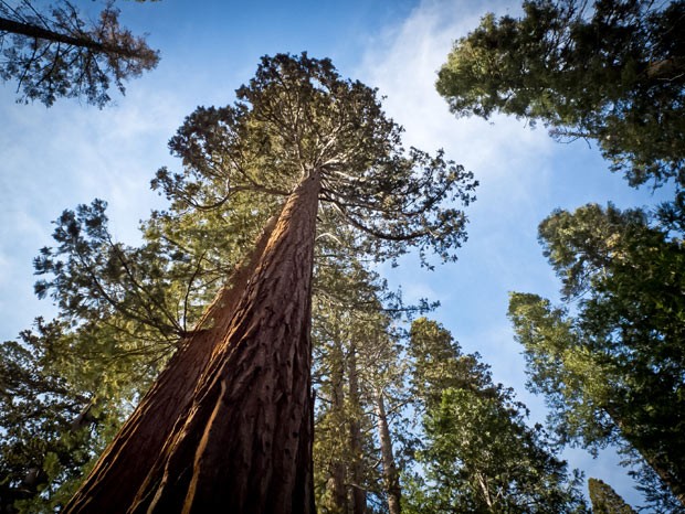  Foto tirada em março deste ano mostra uma sequoia gigante no parque Yosemite  (Foto: AFP Photo/Mladen Antonov)