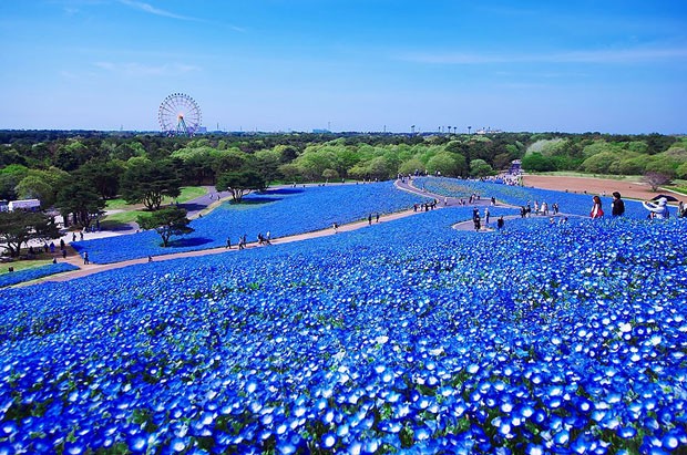 Parque Hitashi (Foto: Reprodução)