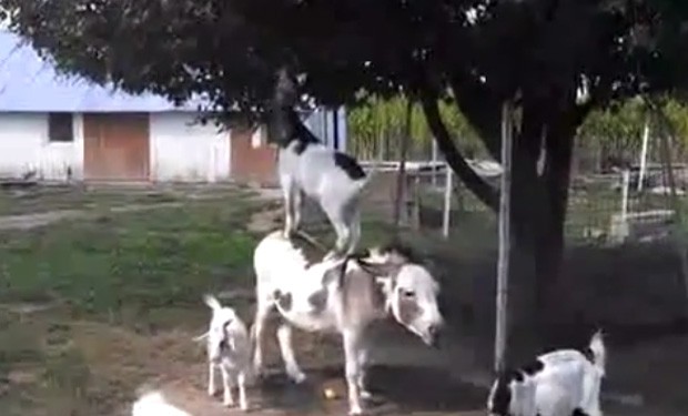 Cabra esperta usou burro como 'escada' para alcançar frutas em árvore  (Foto: Reprodução/YouTube/FireonEarth)
