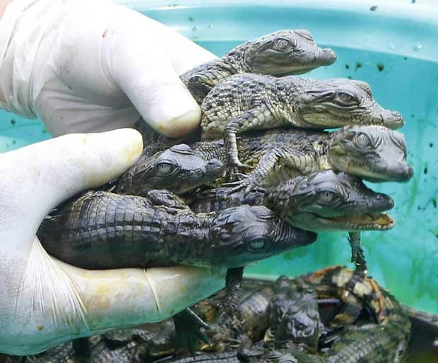 25 bebês crocodilos nasceram em fazenda nas Filipinas. (Foto:  Reuters/Romeo Ranoco)