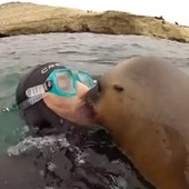 Veja 'foca beijoqueira' e mais cenas curiosas (Reprodução/Imgur/Natsdorf)