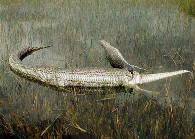 Em 2005, uma píton de quatro metros tentou engolir um crocodilo de cerca de 2 metros no Parque Nacional de Everglades, na Flórida (EUA), e a batalha acabou na morte dos dois animais (Foto: AP)