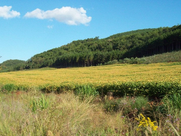 G1 Quarta feira deve ser de sol e temperaturas próximas a 30ºC