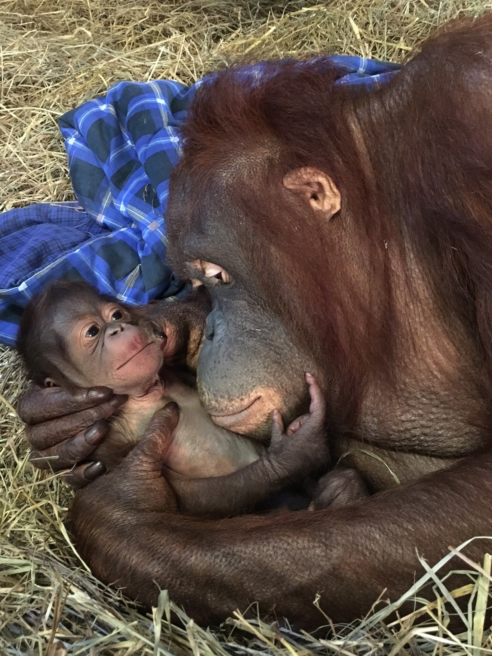  Foto divulgada pelo Museu Nacional Smithsonian mostra Batang e seu bebê nascido nesta segunda-feira na instituição  (Foto: Alex Reddy, Smithsonian’s National Zoo via AP)