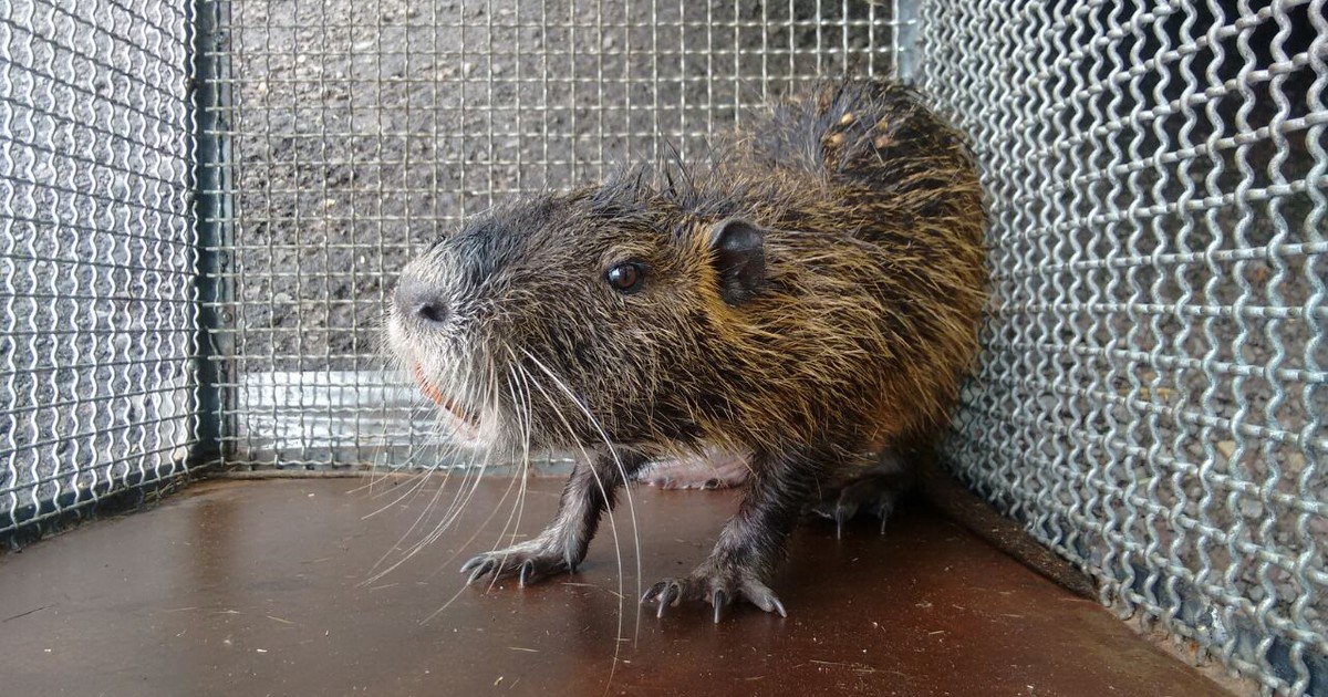 G1 Ratãodobanhado é capturado em praça de Junqueirópolis notícias em Presidente Prudente e