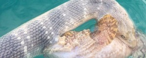 Mergulhador registra batalha de cobra e peixe venenoso na Austrália (Rick Trippe/ BBC)