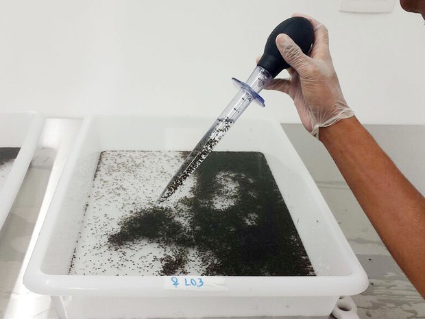 Profissional faz seleção de Aedes machos e fêmeas em fábrica de Piracicaba (Foto: Claudia Assencio/G1)