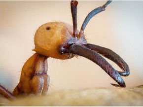 Fotografo Do Es Usa Lente Especial Para Registrar Detalhes De Insetos Espirito Santo G1