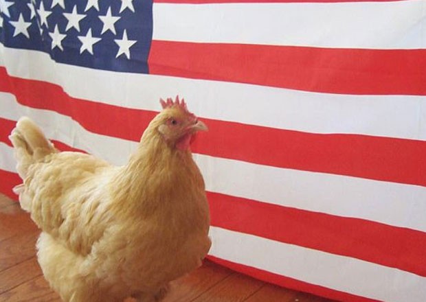 Em outubro, a americana Charlotte Laws lançou sua galinha chamada ‘Mae Poulet,’ para a presidência dos EUA. ‘Está na hora de eleger uma galinha para a Casa Branca’, disse Charlotte, em outubro, um mês antes da eleição que reelegeu o democrata Barak Obama.  (Foto: Reprodução)