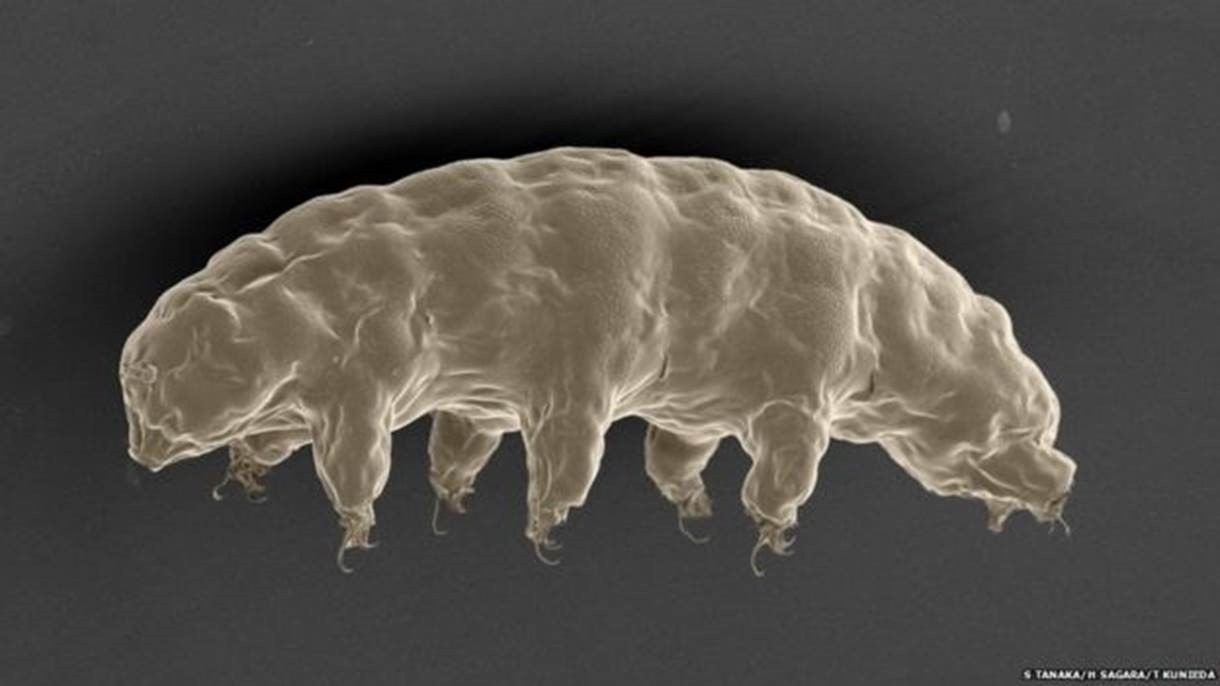 A estranha e microscópica criatura que se assemelha a um urso aquático tem um gene específico que, segundo cientistas, o ajuda resistir à radiação (Foto: S Tanaka/H Sagara/T Kunieda )