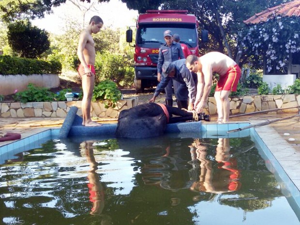 Bombeiros levaram 1h30 para retirar animal da água (Foto: Corpo de Bombeiros)