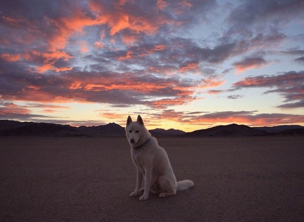 Wolf no deserto de Mojave (Foto: John Stortz/Instagram)