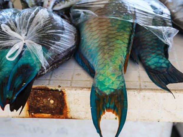 Outrora presença constante na mesa dos tonganeses, peixe foi substituído por fralda de carneiro (Foto: BBC)